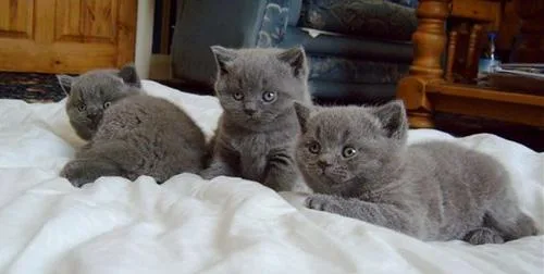 Beautiful British ShortHair Kittens