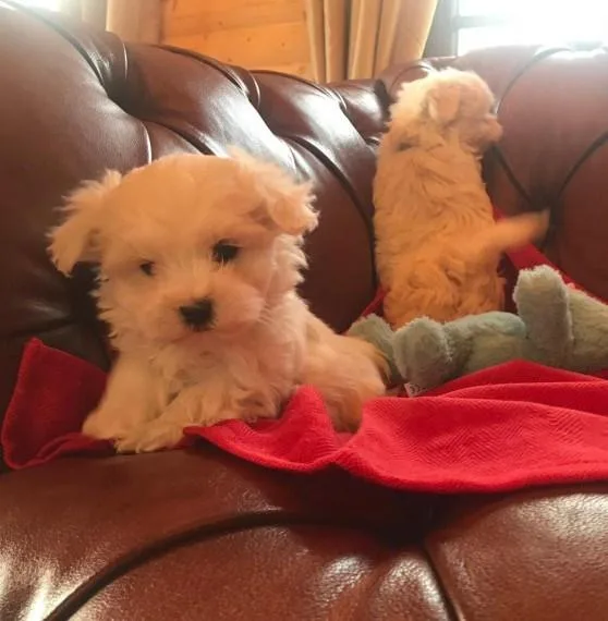 Maltese puppies For sale