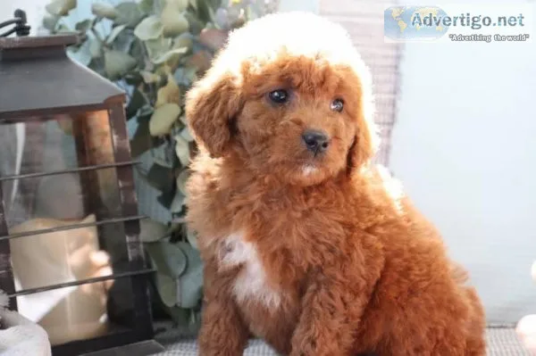 Alissa Female Mini Goldendoodle