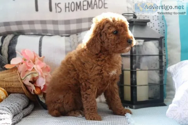 Mallory Female Mini Goldendoodle