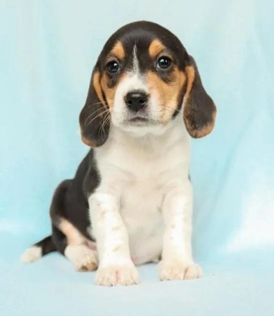 Beagle Puppies Need a New Home