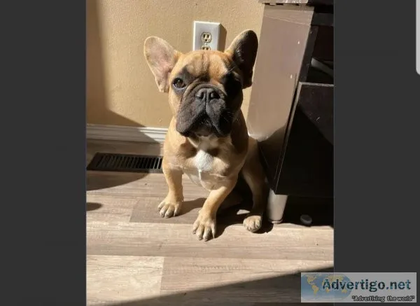 5 months old purebred female French bulldog puppy