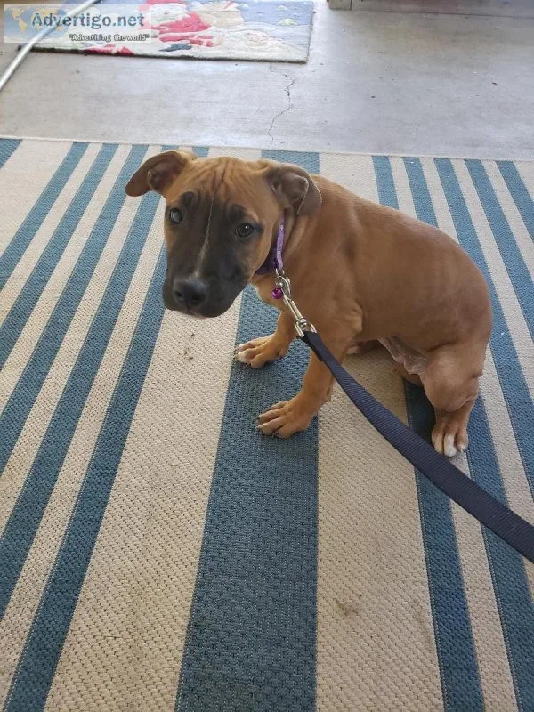 American Pitt Bull Terrier
