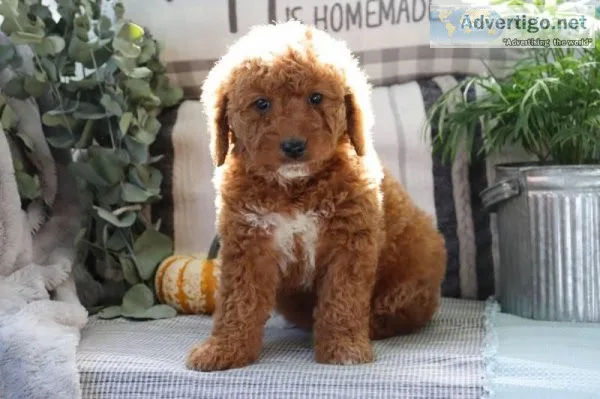 Nelly Female Mini Goldendoodle