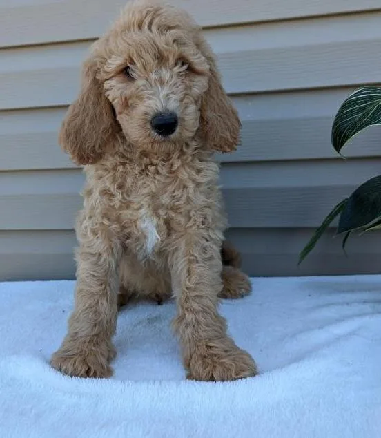 Goldendoodle Puppies for Sale