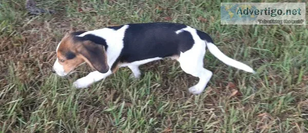 Three Beagle Males for sale to good home.