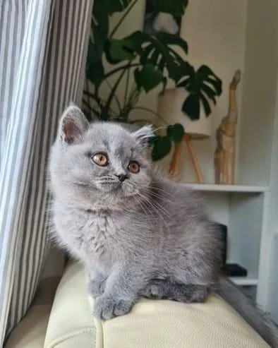 All eyes on me British Shorthair kitten.