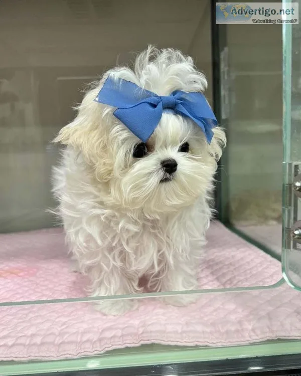 Adorable Maltipoo