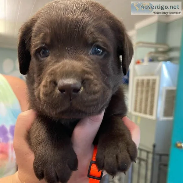 Puppy for adoption