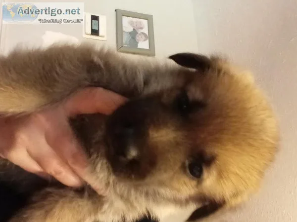 German shepherd puppies