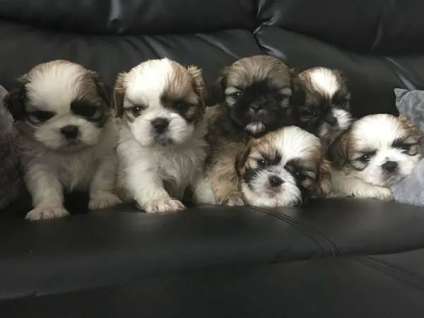 shih tzu puppies for sale
