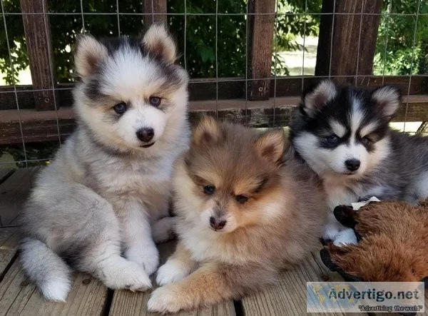 pomsky Puppies available for sale