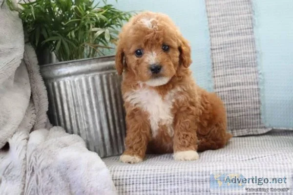 Landon Male Mini Goldendoodle