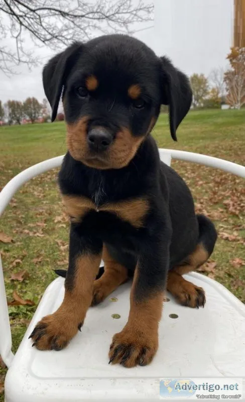 Rottweiler Puppies for Sale