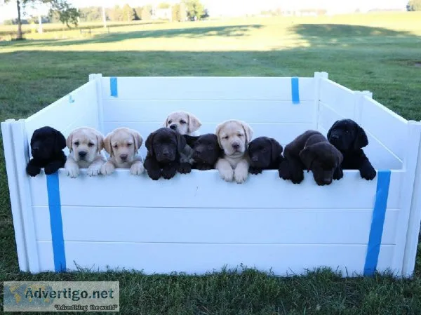 Adorable Labrador retrievers for rehoming