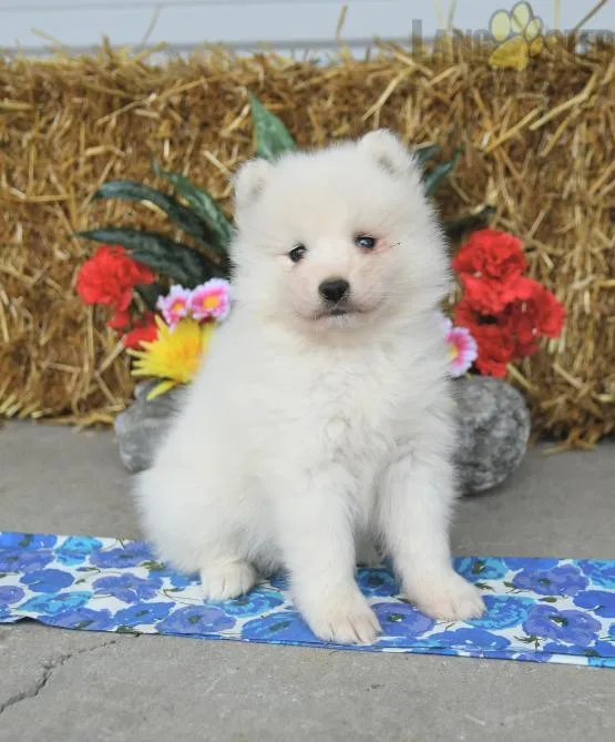 Samoyed Puppy for Sale