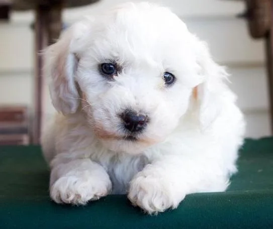 Bichon Frise Puppy for Sale