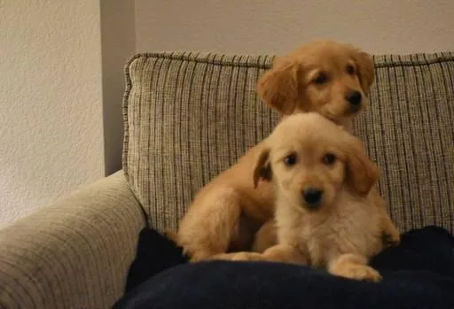 Golden Retriever Pups
