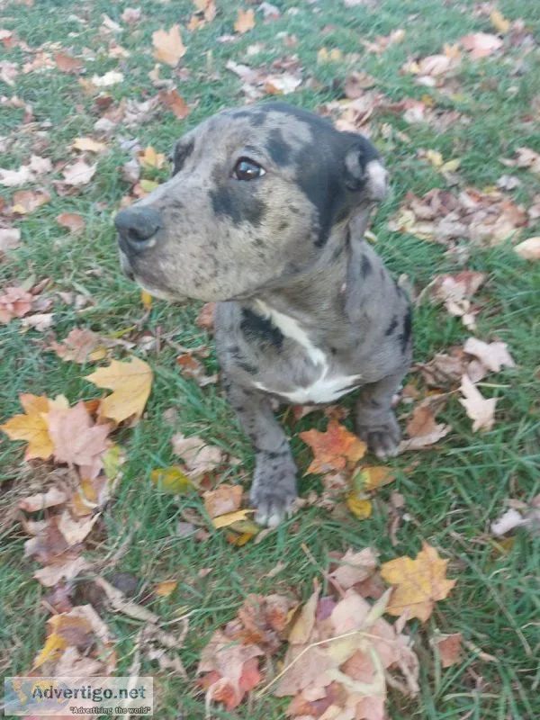 American bullies (standard size)
