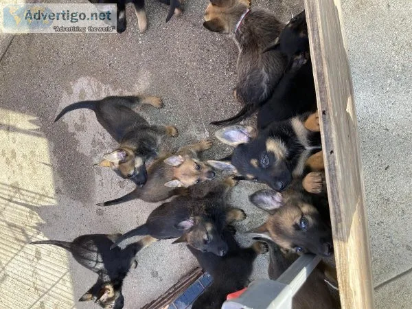 Puppies