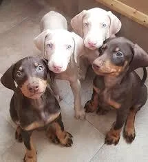 Doberman puppies For sale