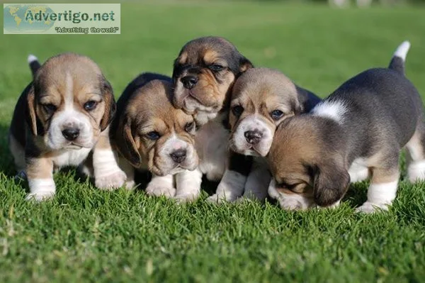 AKC Beagle puppies available