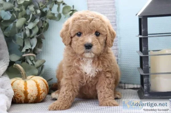 Amber Female Mini Goldendoodle