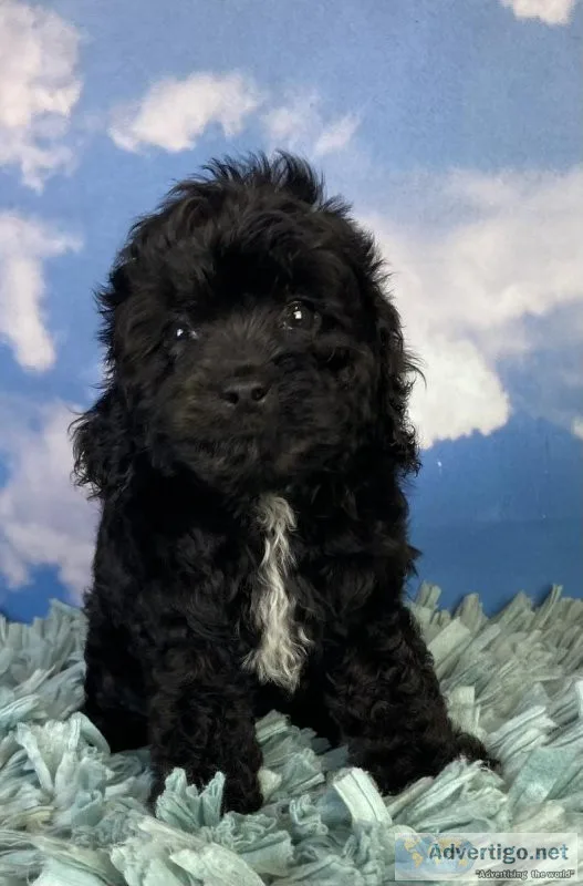 Jessie cavapoo