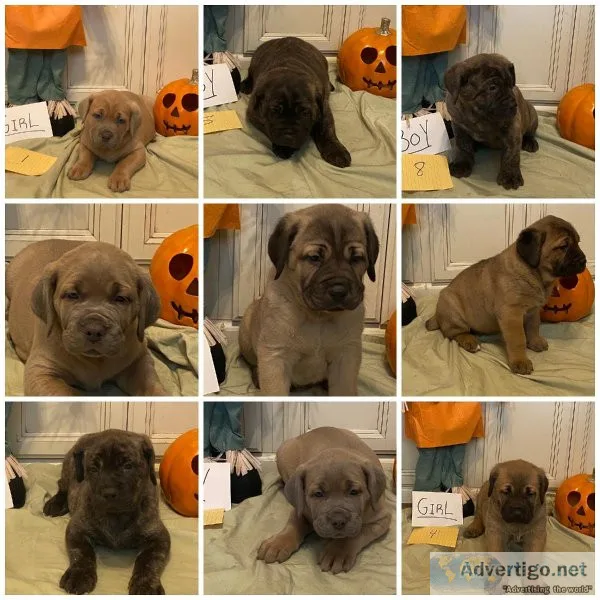 Cane corso puppies