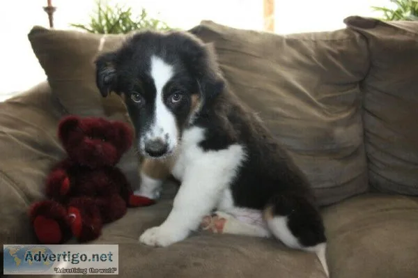 Australian Shepherd For sale
