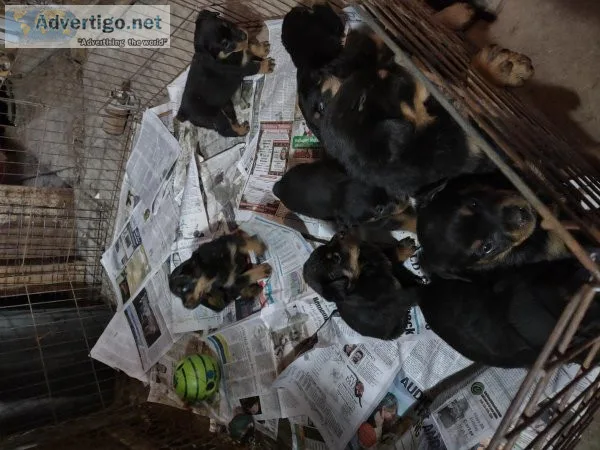 Rottweiler puppies german