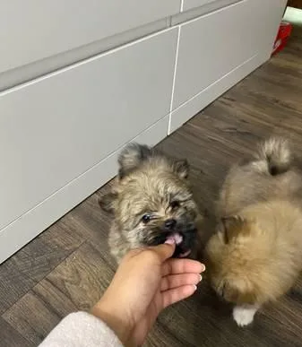 PURE POMERANIAN