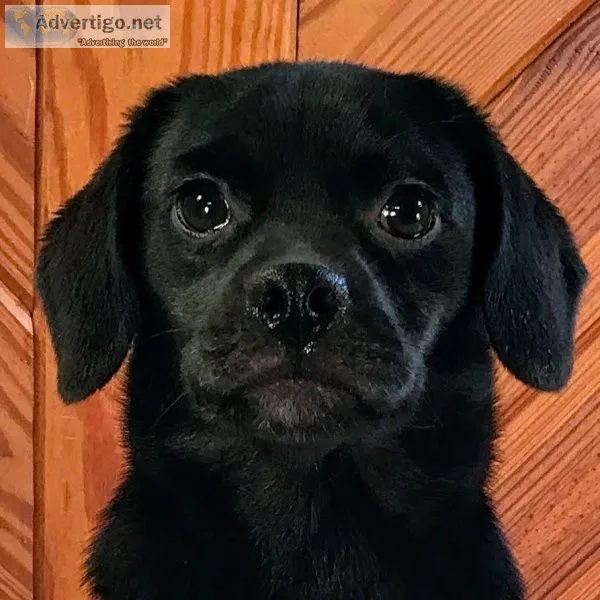 Black Puggle  ZOLA 