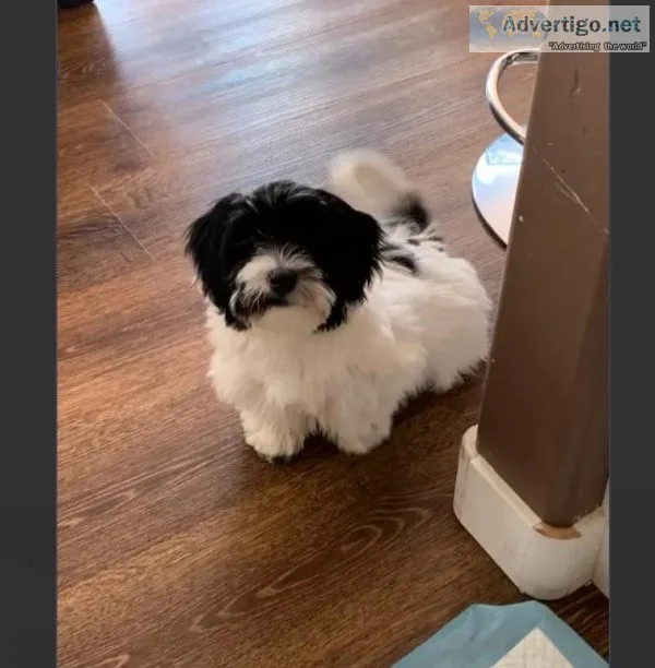 Female Havanese pup for adoption