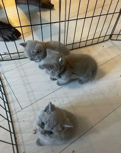 Litter of 6 British Shorthair kittens