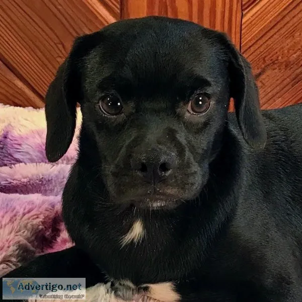 Black Puggle  Zeenia 