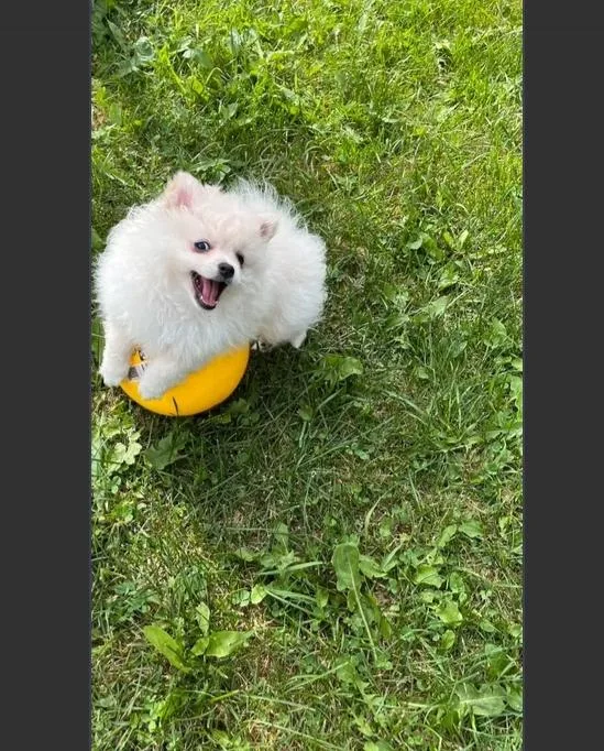 Beautiful white Pomeranian puppy female