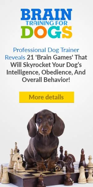 The secret to making your dog&rsquos problem behaviors disappear