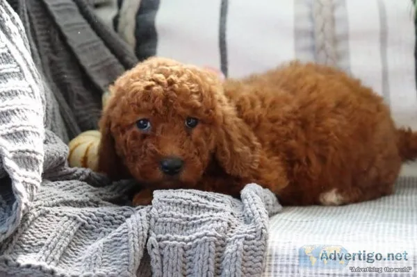 Nicole Female Mini Goldendoodle