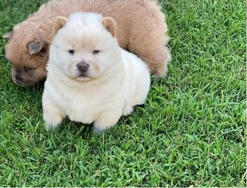 Perfect Quality supper splendid Chow chow puppies