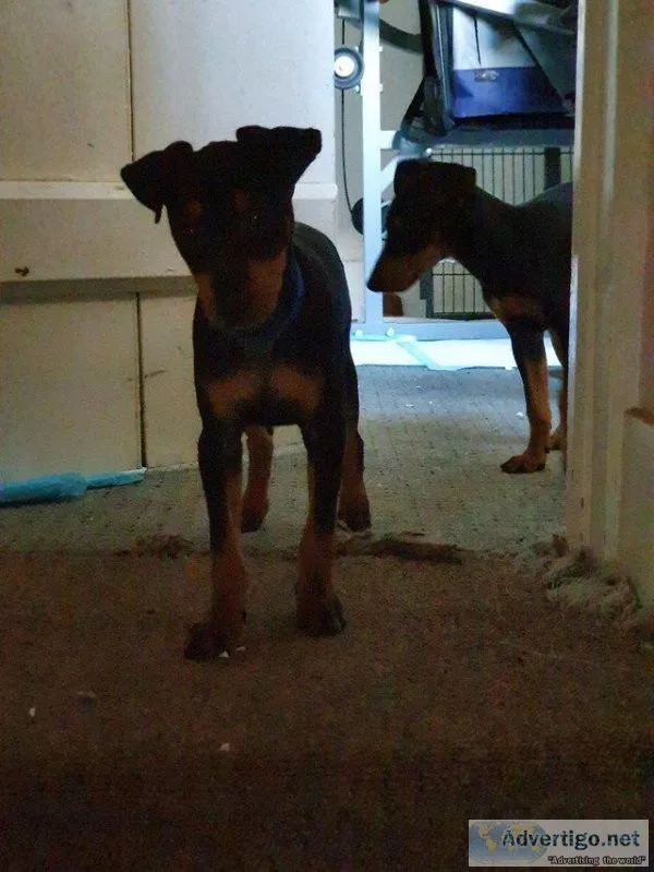 English Toy Terriers (Black and Tan) 11 weeks old.