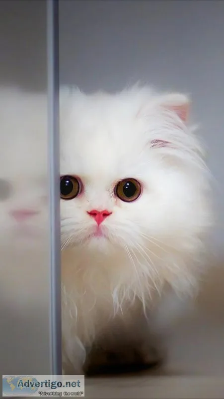 Persian Cat Price in Guwahati