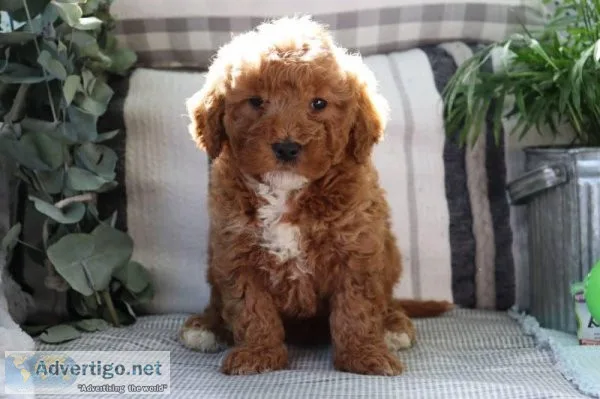 Megan Female Mini Goldendoodle