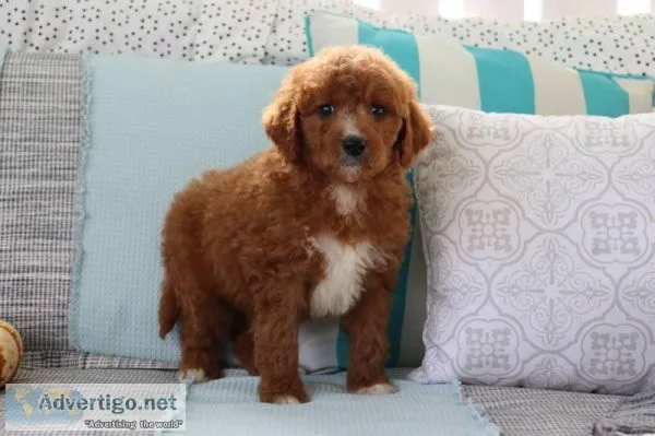 Luke Male Mini Goldendoodle