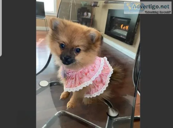 Female Pomeraninan Pup For Adoption