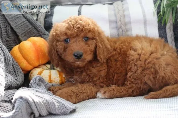 Hunter Male Mini Goldendoodle