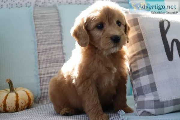 Micah Male Mini Goldendoodle