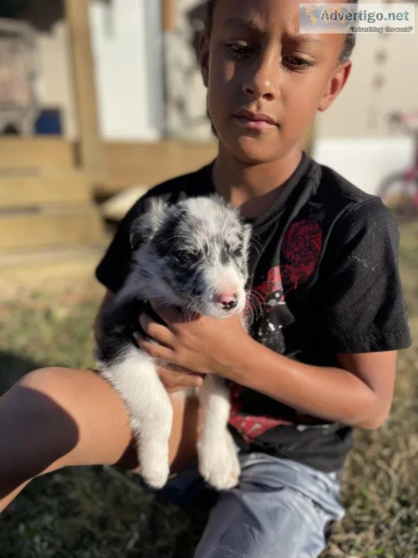 Bordercollie