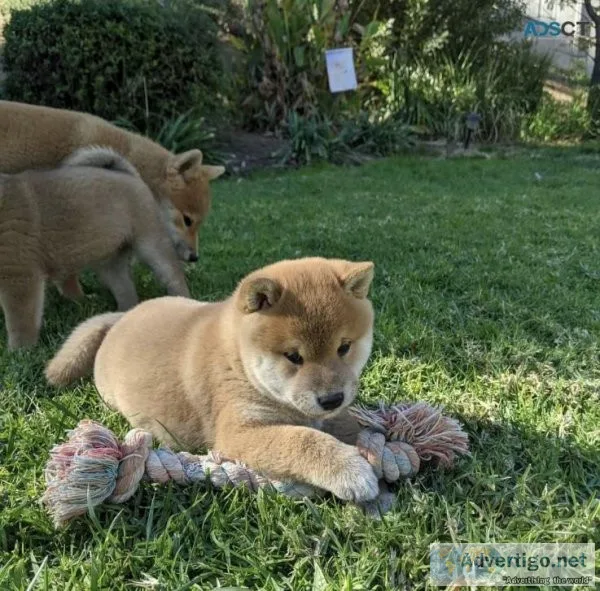 Shiba Inu puppies