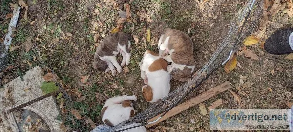 Free puppies